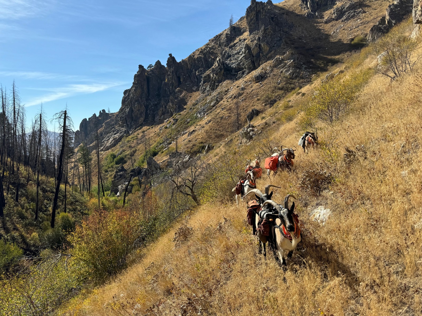 Hunting With Goats – the Underdogs of the Backcountry